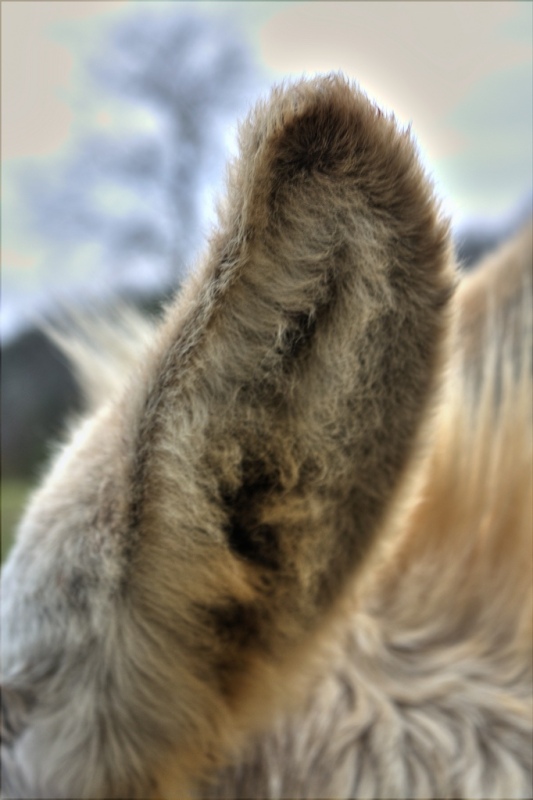 Donkey Ear