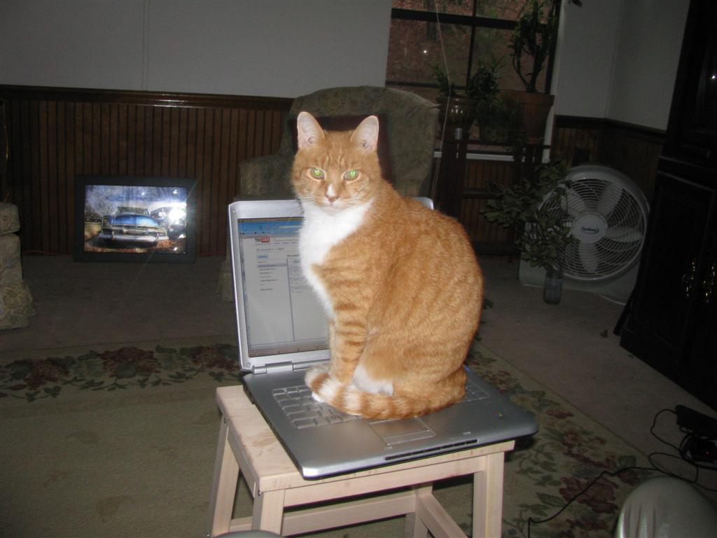 Annual Cat on Laptop Pic