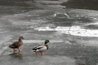 Ducked