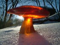Mushroom