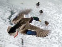 Quack Pilot