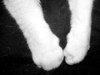 Cat Legs