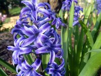 April Flowers