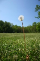 Field Day