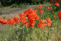 Poppy Field