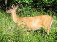 A Deer