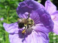 Bee Here Now