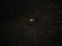Web 1.0