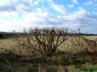 In the hedgerows