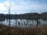 It's A Swamp Thing
