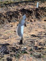 Squirrel on a Stick