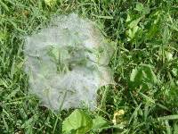 Web Condo