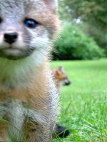 Foxy