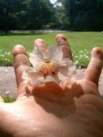 Cross My Palm