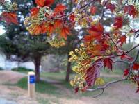 Foliage
