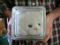 Bonzi Kitten