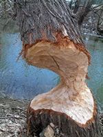 Beaverings