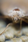 Moth