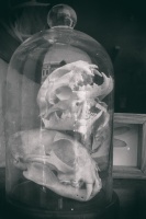 Skull Dome