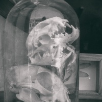 Skull Dome