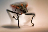 Build A Bug