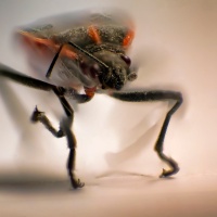 Build A Bug