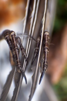 Feather Footed