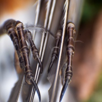 Feather Footed