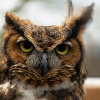 Hoo HOO hoo hoo