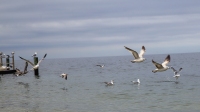Come Fly With Me