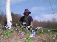 Planting