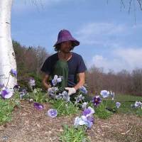 Planting