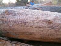 Worm Tracks