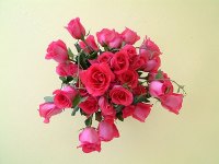 Roses for Love