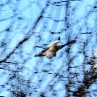 Aloft