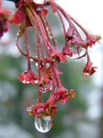 Bejeweled