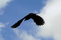 Crow