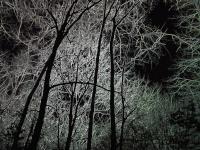 Night Terrors