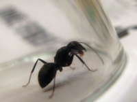 I Am Ant