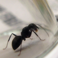 I Am Ant