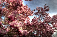 Springs