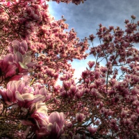 Springs