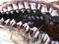 The Jaws of Death