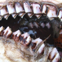 The Jaws of Death