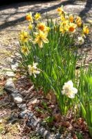 Spring Daffs