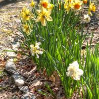 Spring Daffs
