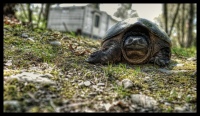 Snapper