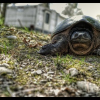 Snapper