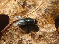 Fly on Oak Leaf