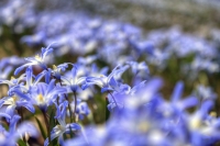Spring Carpet
